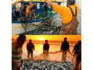 Pesca da Tainha